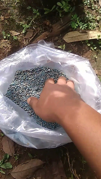 Pupuk perangsang percabangan dan pembungaan cabe rawit #tanaman #pertanian #berkebun
