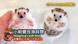 Hedgehog S Bath Time お風呂に入るハリネズミ 小刺蝟洗澡時間 Youtube