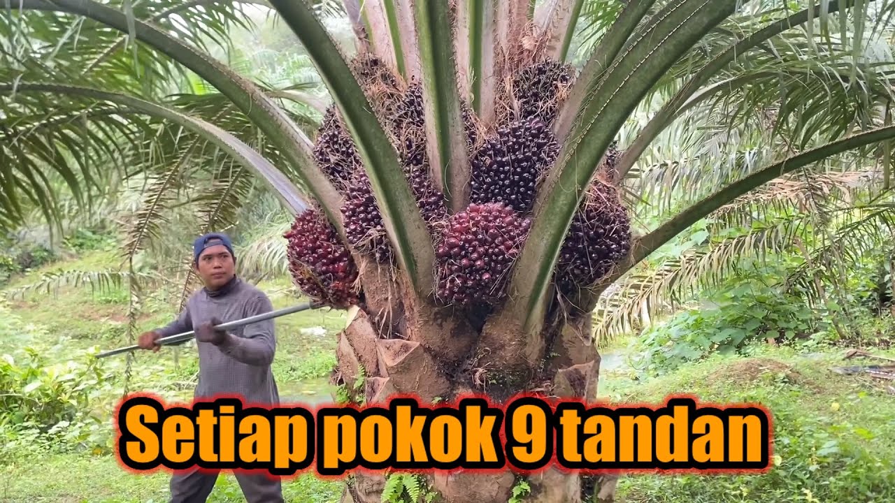 Panen sawit pokok rendah || rata-rata 9 tandan yang masak 