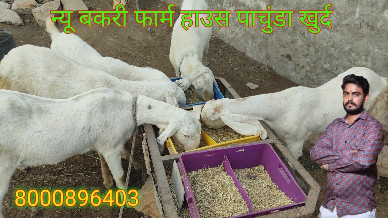  बकरी का छोटा फार्म 🐐बड़े सपने 🚜🔥8000896403....
