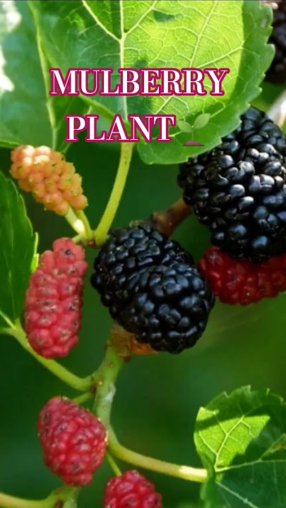 MULBERRY PLANT 🌱🌸#garden #plant #plantcaring #mulberries #mulberryfruit