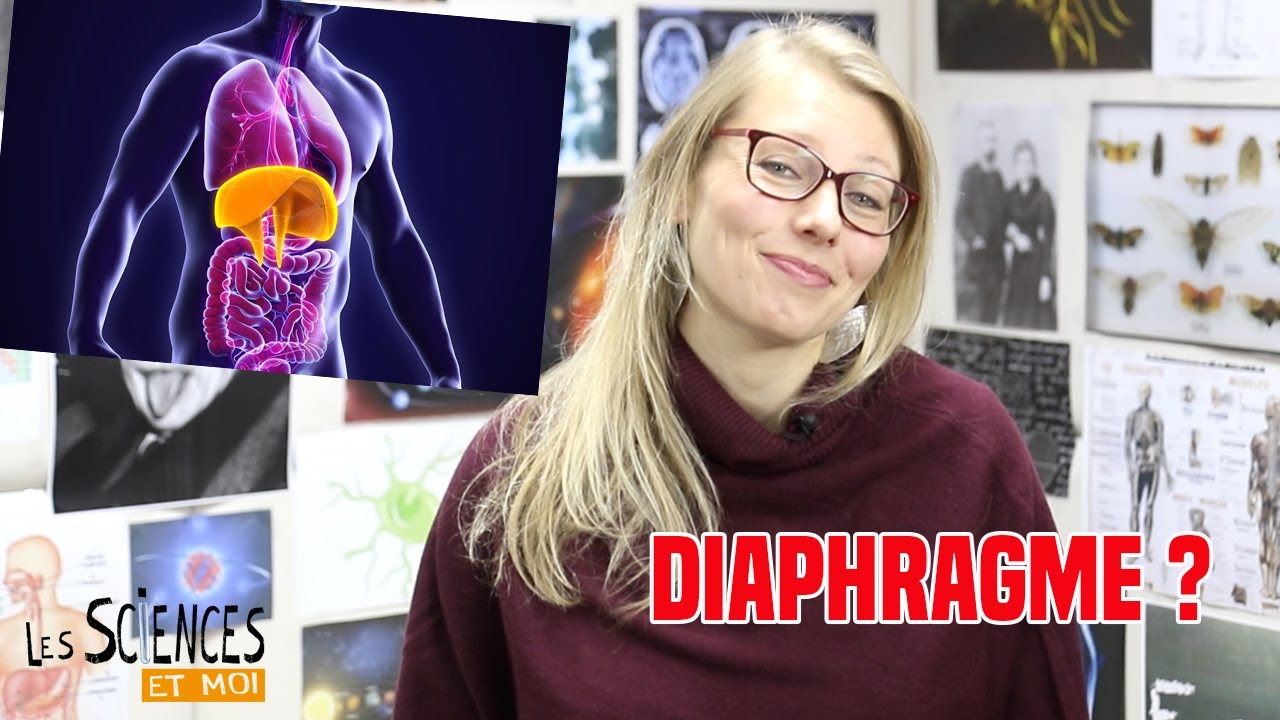 Diaphragme: la définition dans 