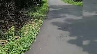 Happy Asmaragolek Liyane lirik