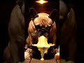 French Bulldog Eats Cheese Fondue 🧀🐶 Melty ASMR