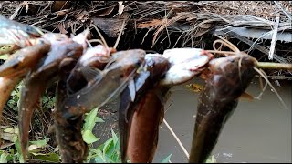 Download Lagu Spot Mancing Banyak Ikannya - Dodo Kagungan MP3