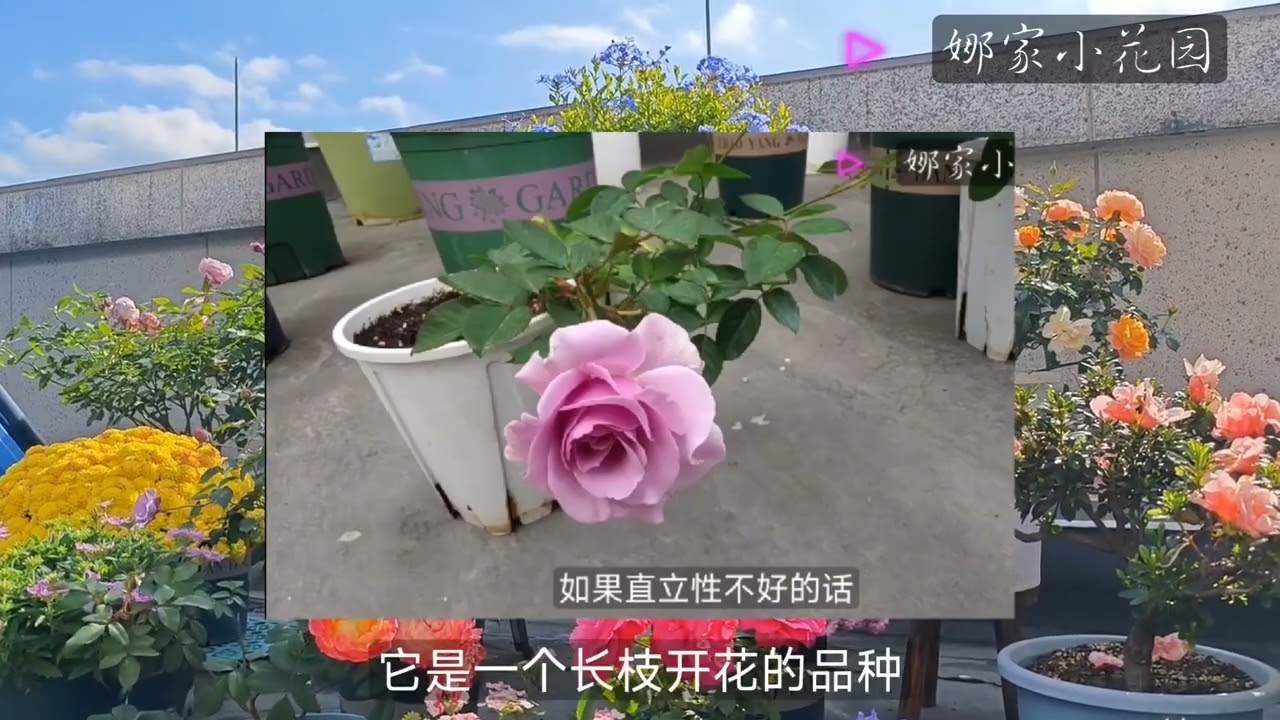 2023年淘汰的月季们（一）伊芙飞溅、魂之香水、永恒Roses eliminated in 2023 (I) Evey Splash, Soul perfume, Eternity