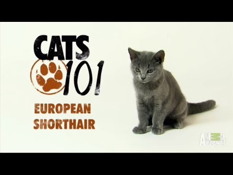 Европейская короткошерстная кошка 101kote.ru Eupean shorthair 101cats