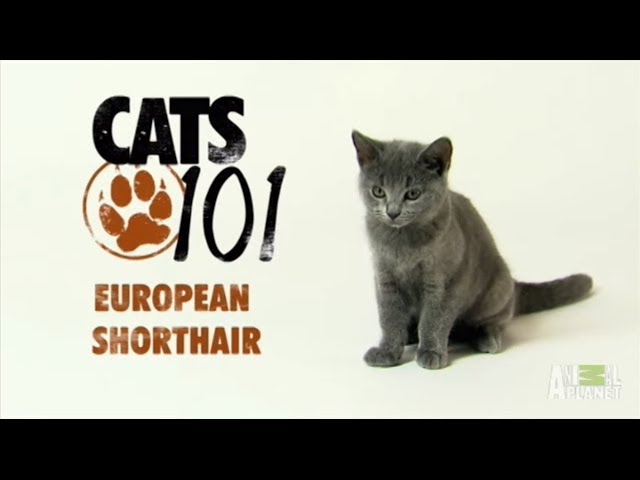 Европейская короткошерстная кошка 101kote.ru Eupean shorthair 101cats
