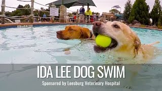 10th Annual Dog Swim at Ida Lee
