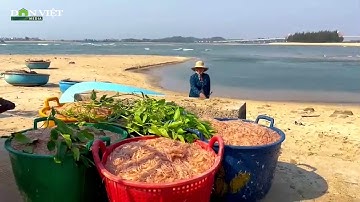 Nụ cười mùa ruốc của ngư dân Quảng Ngãi đánh bắt gần bờ