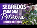 SEGREDOS PARA  SUA PETÚNIA ENCHER DE FLORES NO SEU JARDIM