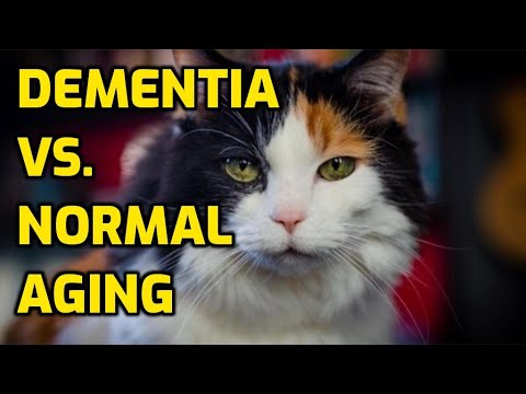 Wideo: Czy mój kot ma demencję?