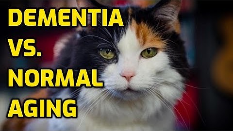 How To Tell If Your Cat Has Dementia