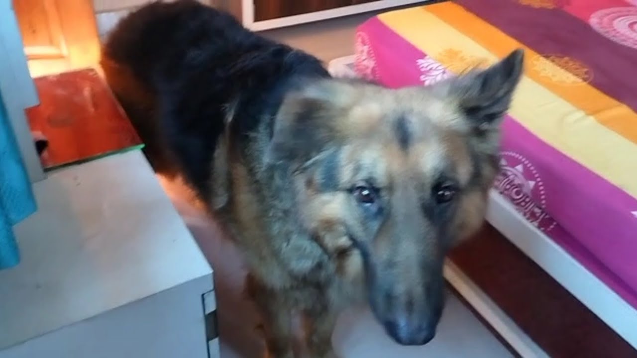 German Shepherd dog dog din mein kitna ghanta sota hai YouTube