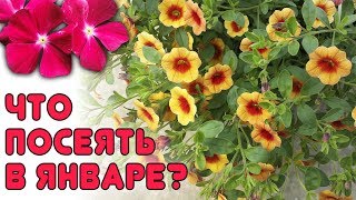 СЕЙТЕ СЕЙЧАС ЭТИ КУЛЬТУРЫ! Что посеять в январе?