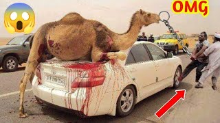 Dangerous Camel Qurbani 2023 ll Camel Farming | Kashan Rao Vlog