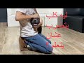 كلب بيتبول اول حصة تقييم + ضد اي حد بيعنف الكلاب | Mahmoud And Kovu محمود و كوڤو