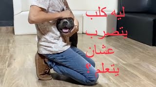 كلب بيتبول اول حصة تقييم + ضد اي حد بيعنف الكلاب | Mahmoud And Kovu محمود و كوڤو