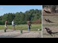 التراب الاميركي و علاقته بصيد الطيور ATA Trap Shooting In Relation To Bird Hunting التراب الاميركي و علاقته بصيد الطيور ATA Trap Shooting In Relation To Bird Hunting