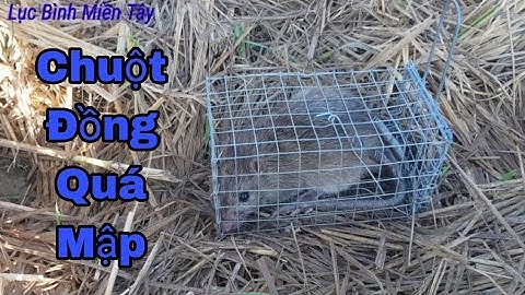 Bẫy chuột đồng theo bờ kinh nhỏ mưa xuống thấy đường mòn rất rõ