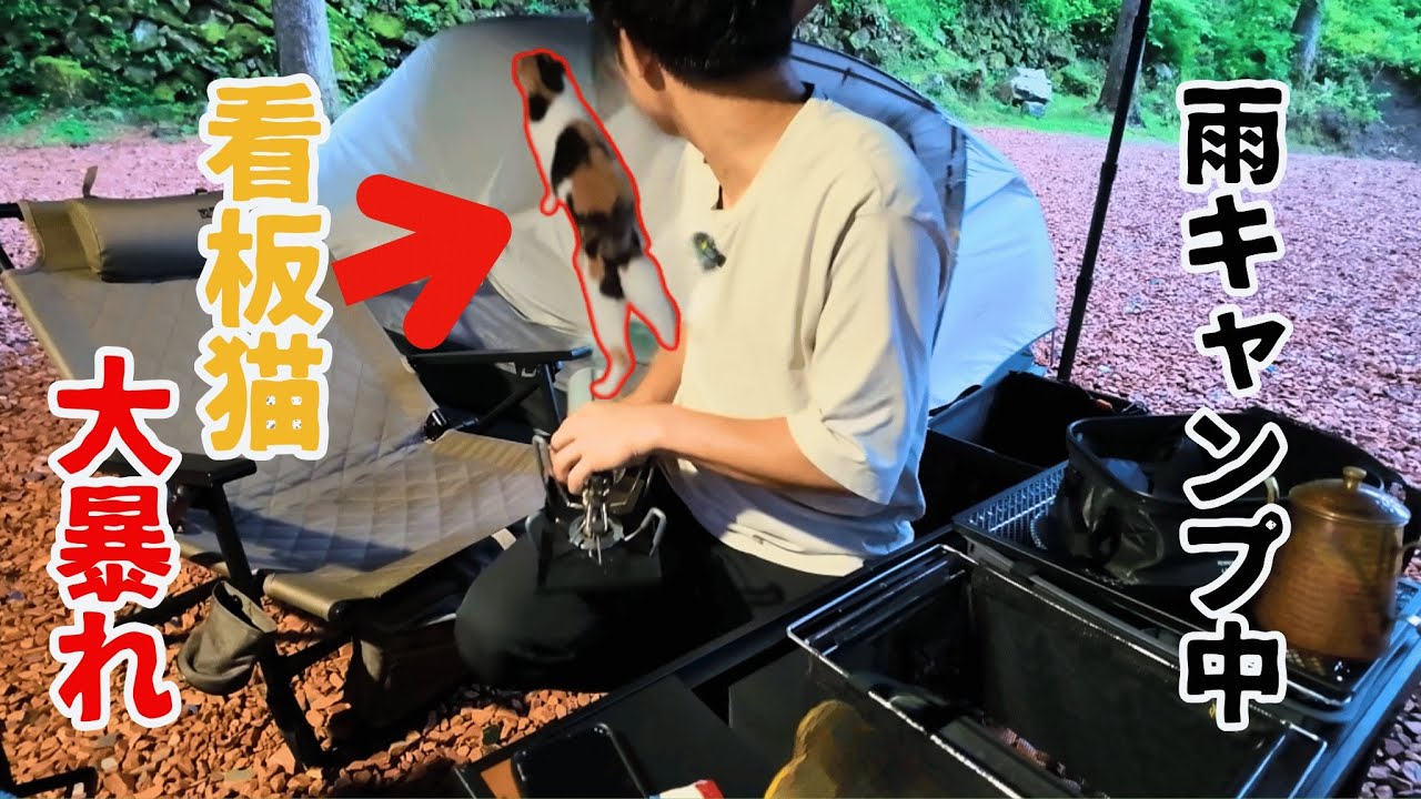 簡単テントで雨キャンプしてたら、看板猫が暴れました。