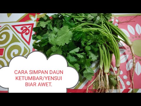 Video: Cara Menyimpan Ketumbar Untuk Musim Dingin