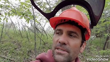 How to take care of Locust Trees in forest.