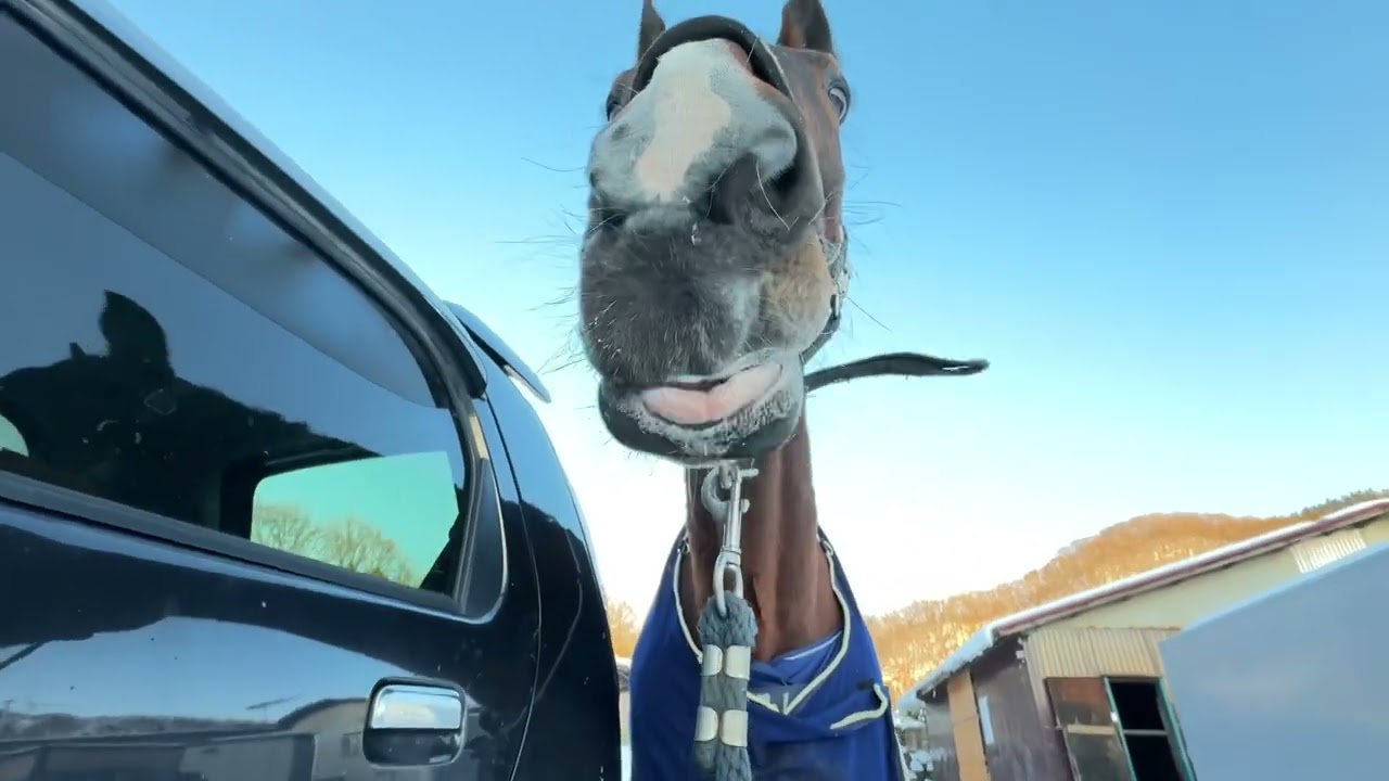 (馬のおやつ)音の違い、聞いてください🐴🥕🍎🍌 