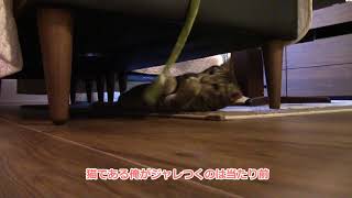 ごろ寝マットのヒモにじゃれる猫