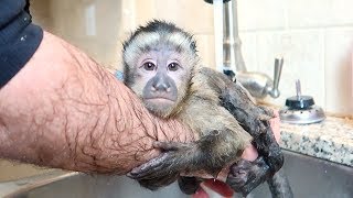 Baby Monkey LOVES Bath Time!