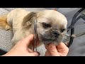 Shih Tzu Groom