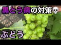 ぶどうの黒とう病対策〜感染爆発する前にできること〜2023-06-29