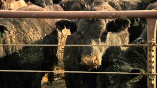 Couser Cattle In Nevada, Iowa
