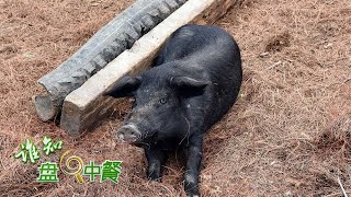 这里养的藏香猪品质极高！当地人用窑洞模拟猪在野外的生活习性，竟能提高猪的抗病能力！丨「谁知盘中餐」20230605