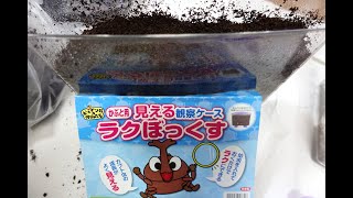 かぶと用見える観察ケースラクぼっくすにカブトムシの幼虫2匹をお引っ越し!カブトムシの土の交換 昆虫 甲虫 独角仙 子供向け/Beetle insect kids