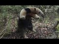 Más osos hormigueros en áreas protegidas - 28.10.2016