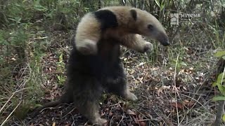 Más osos hormigueros en áreas protegidas  28.10.2016