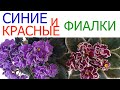 СИНИЕ и КРАСНЫЕ ФИАЛКИ.