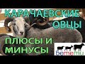 Карачаевские овцы. Плюсы и минусы породы.