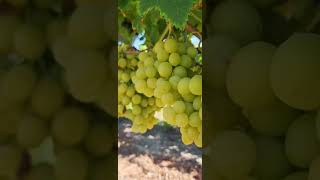 Grape #garden #grapeharvest #gardening #perth #nature #grapes #shorts #short