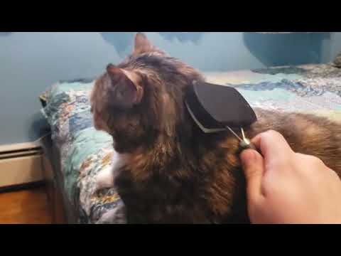 Watch This Cat's Hilarious Reaction to Being Brushed – You Won't Believe How Much They Love It!