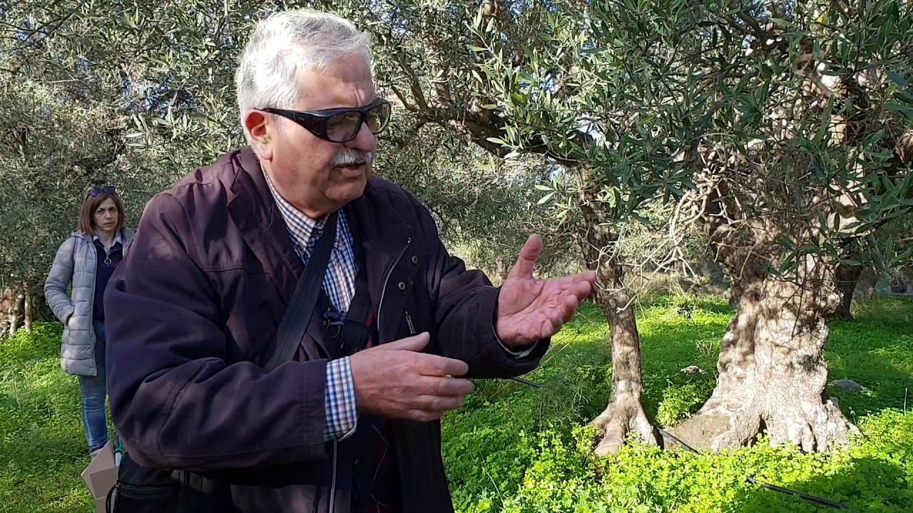 Ομιλία για το σωστό κλάδεμα της ελιάς