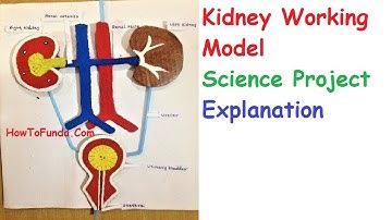Kidney working model explanation for science exhibition | howtofunda