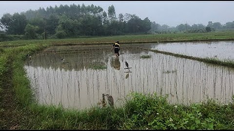 Chia sẻ cách đánh vạc bằng lưới tàng hình và keo dính? Anh em tham khảo