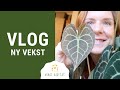 VLOG | Ny vekst og planteprat