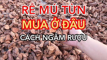Cây mú từn mua ở đâu - Cây mú từn có tác dụng gì - Cây mú từn ngâm rượu