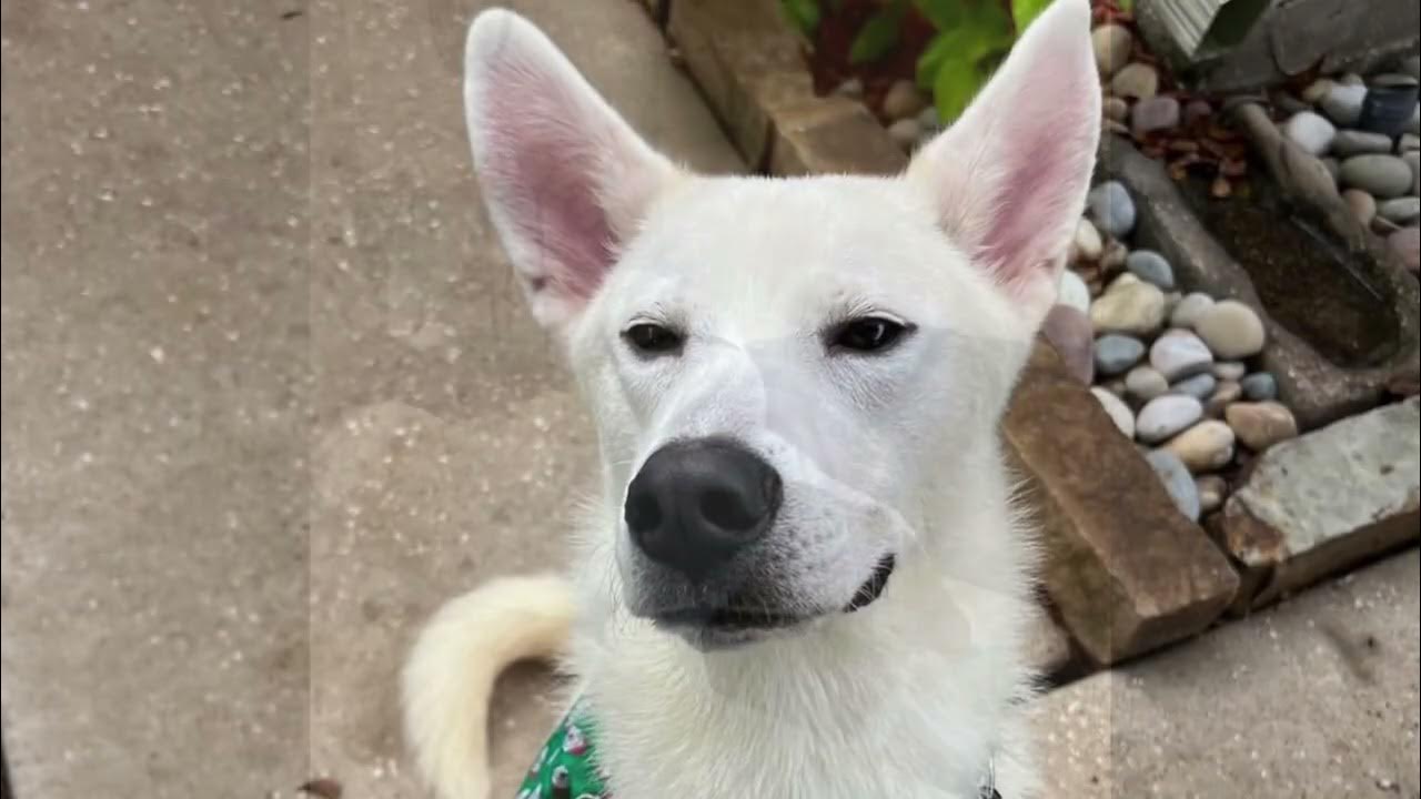 Adopt liam from three little pitties rescue youtube