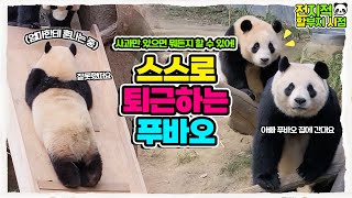 (SUB) Am I the weak panda? I have never been.. Aibao and Fubao's fierce battle!│Everland Panda Fubao