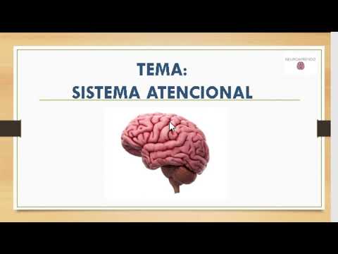 Vídeo: Qual é a principal função da atenção?