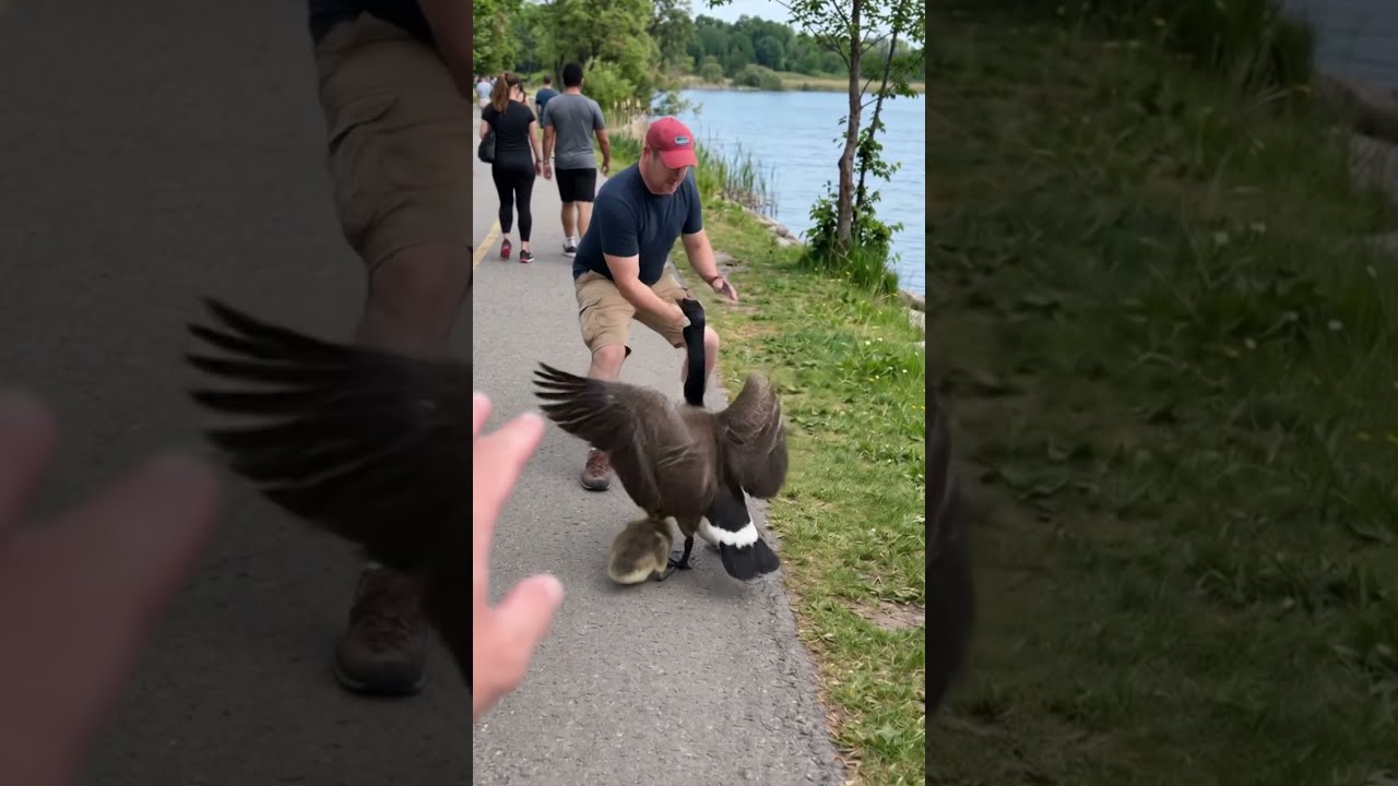 Rescuing a Canada goose gosling entangled in a rub